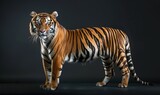 A Malayan tiger on black background