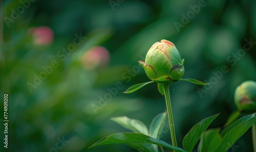 A single peony bud about to bloom against a backdrop of green foliage