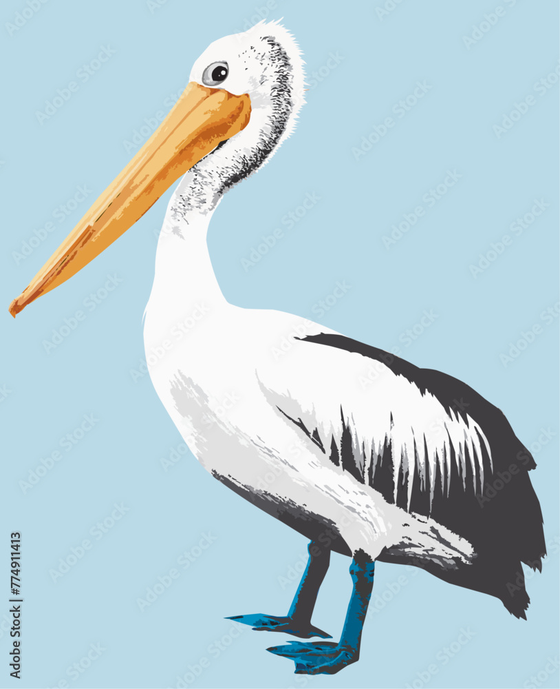 Fototapeta premium side view of a pelican standing on blue background