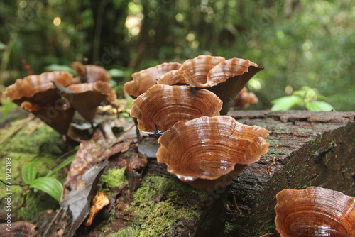 fungos em tronco de arvore na floresta amazônica  photo