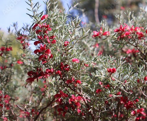 fleur et feuillage du Melaleuca photo