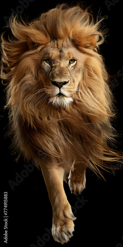 Leão com juba fluindo © Alexandre