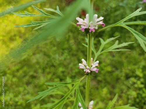 Leonurus Sibiricus, common Motherwort Herb, honey weed is a native of china photo