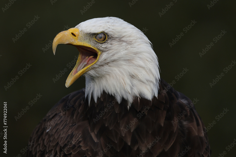 A portrait of a Bald Eagle calling out loud with its nictating membrane protecting its eye
A portrait of a Bald Eagle calling out loud with its nictating membrane protecting its eye