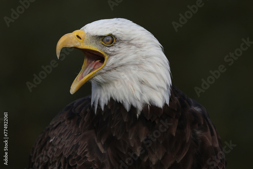 A portrait of a Bald Eagle calling out loud with its nictating membrane protecting its eye
