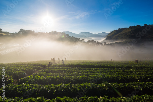 Morning sunrise on mountain hill with strawberry field with fog photo