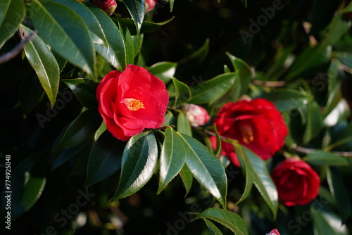 Camellia japonica flowers in full bloom in spring