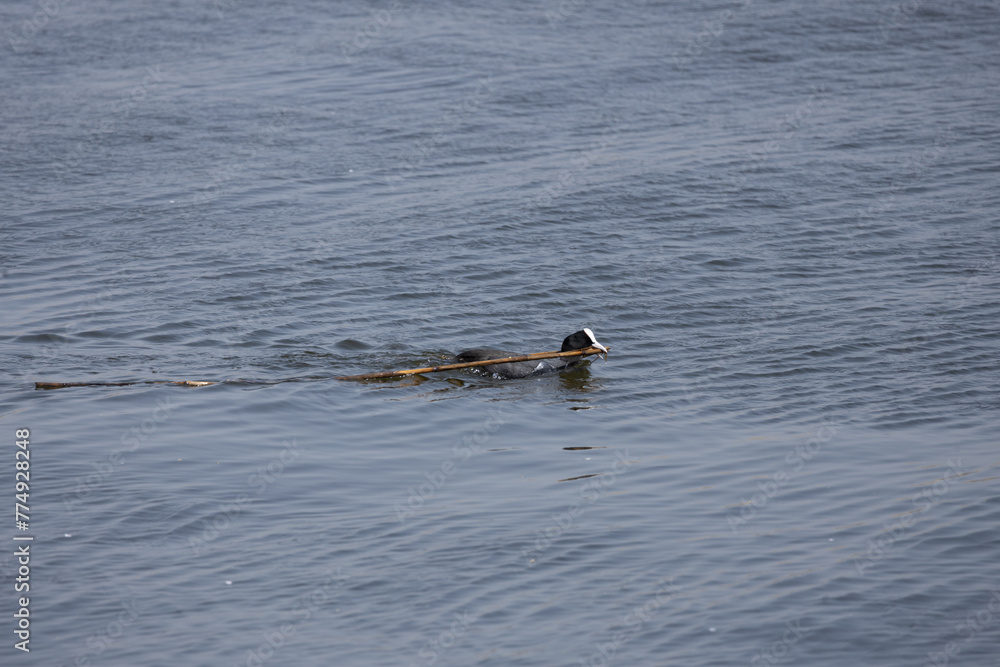 duck, water, bird, nature, lake, wildlife, animal, swimming, pond, mallard, feather, birds, wild, swim, beak, waterfowl, river, blue, grebe, ducks, reflection, brown, feathers, wing duck, water, bird, nature, lake, wildlife, animal, swimming, pond, mallard, feather, birds, wild, swim, beak, waterfowl, river, blue, grebe, ducks, reflection, brown, feathers, wing