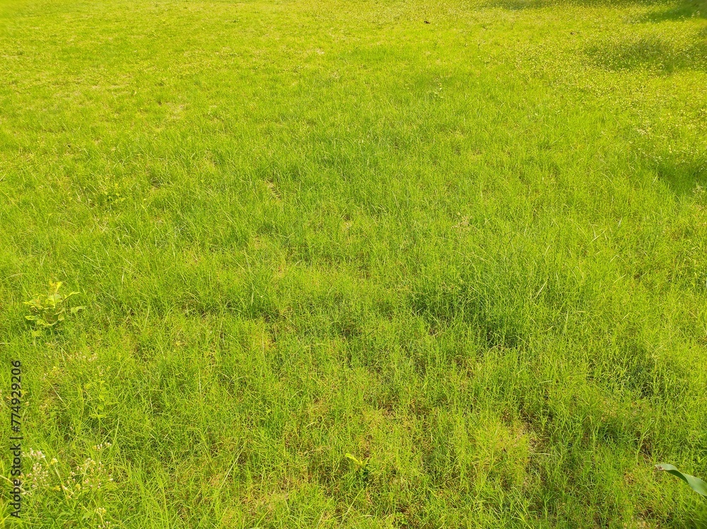 Green grass field or lawn Green grass field or lawn