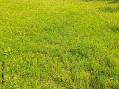 Green grass field or lawn