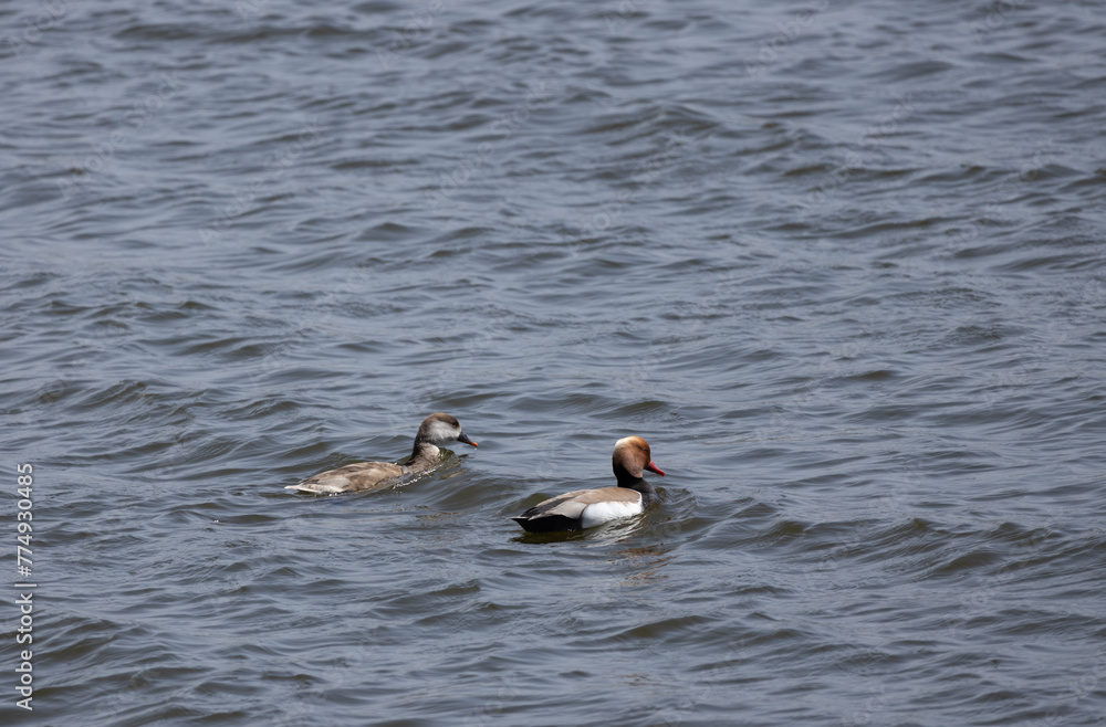 Fototapeta premium duck, water, bird, nature, lake, wildlife, animal, swimming, pond, mallard, feather, birds, wild, swim, beak, waterfowl, river, blue, grebe, ducks, reflection, brown, feathers, wing