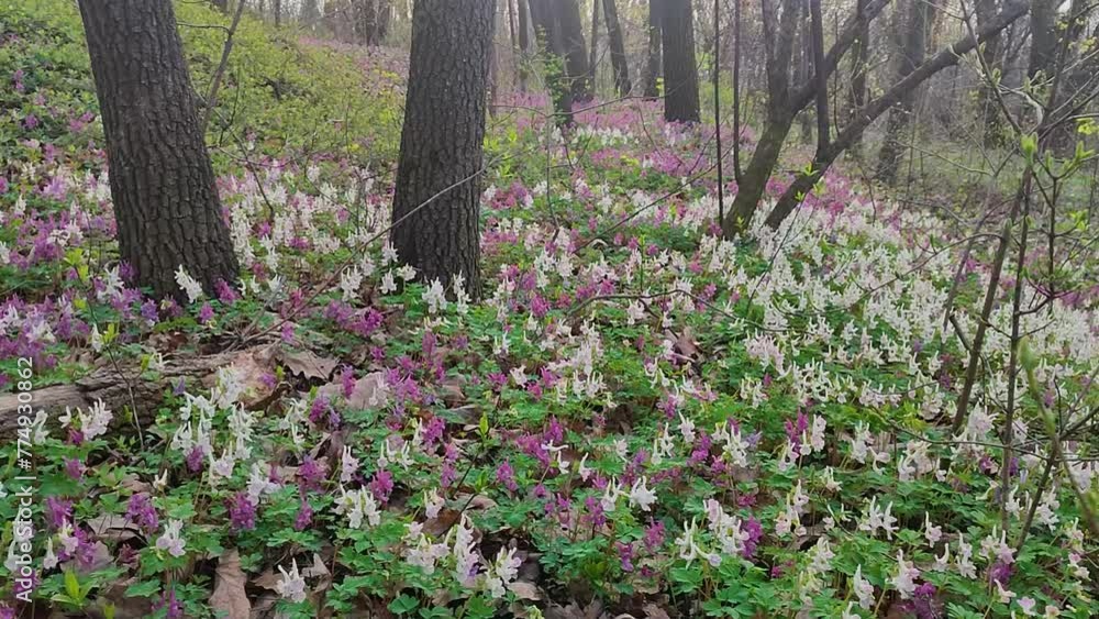 Lilac, white and violet fumewort flowers in early spring forest in Kyiv botanical garden Lilac, white and violet fumewort flowers in early spring forest in Kyiv botanical garden