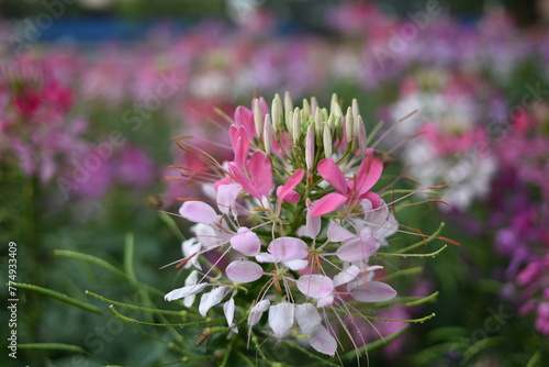 Spiny spiderflower after the rain in a park of Da Lat  Viet Nam.