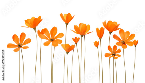 orange flowers foreground isolated on transparent background cutout