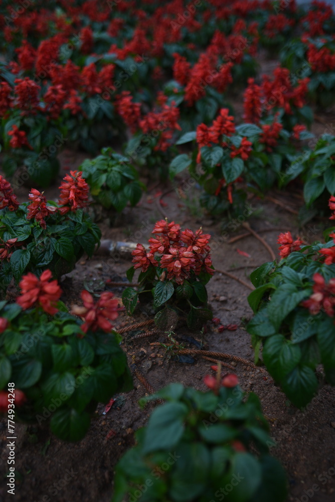Red sage Piccolo grow in a park of Da Lat, Viet Nam Red sage Piccolo grow in a park of Da Lat, Viet Nam