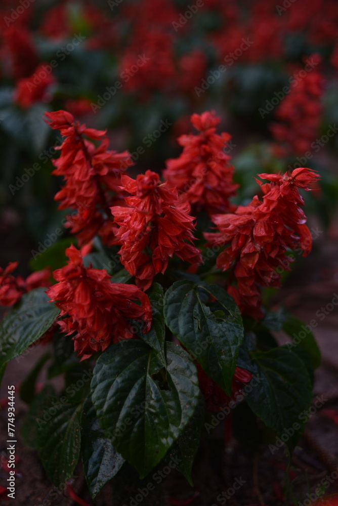 Red sage Piccolo grow in a park of Da Lat, Viet Nam Red sage Piccolo grow in a park of Da Lat, Viet Nam