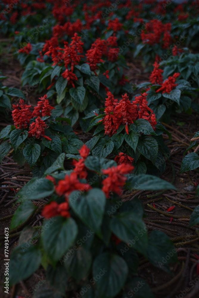Red sage Piccolo grow in a park of Da Lat, Viet Nam