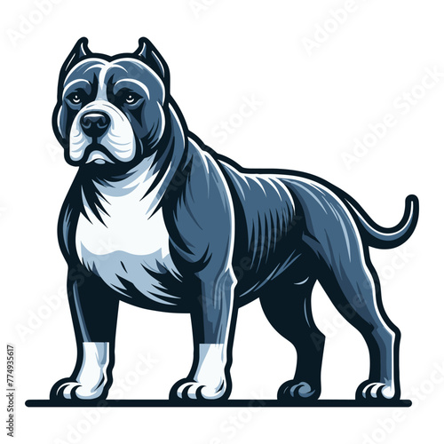 Pitbull bulldog full body design illustration, Full-length portrait of a standing animal pet pitbull terrier dog. Vector template isolated on white background