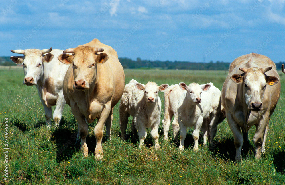 Vache, troupeau , jeunes, race Blonde d'Aquitaine Vache, troupeau , jeunes, race Blonde d'Aquitaine