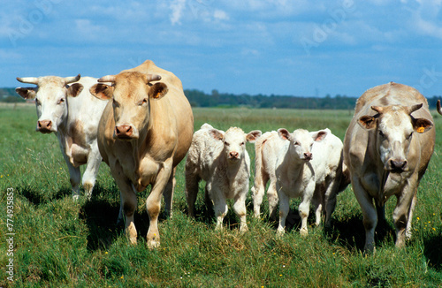 Vache  troupeau   jeunes  race Blonde d Aquitaine