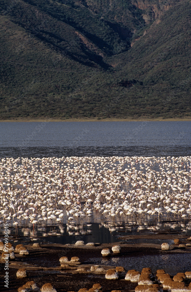 Flamant nain, phoenicopterus minor, Lesser Flamingo, colonie, nids,  parc national du lac Bogoria, Kenya