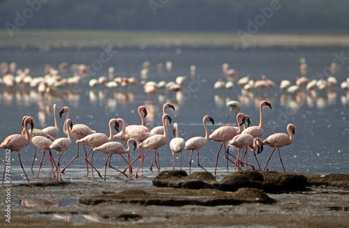 Flamant nain, phoenicopterus minor, Lesser Flamingo, colonie, nids,  parc national du lac Bogoria, Kenya photo