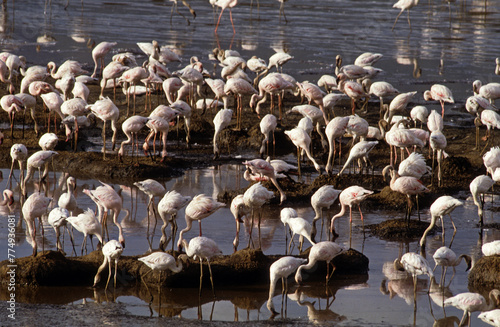 Flamant nain, phoenicopterus minor, Lesser Flamingo, colonie, nids,  parc national du lac Bogoria, Kenya photo