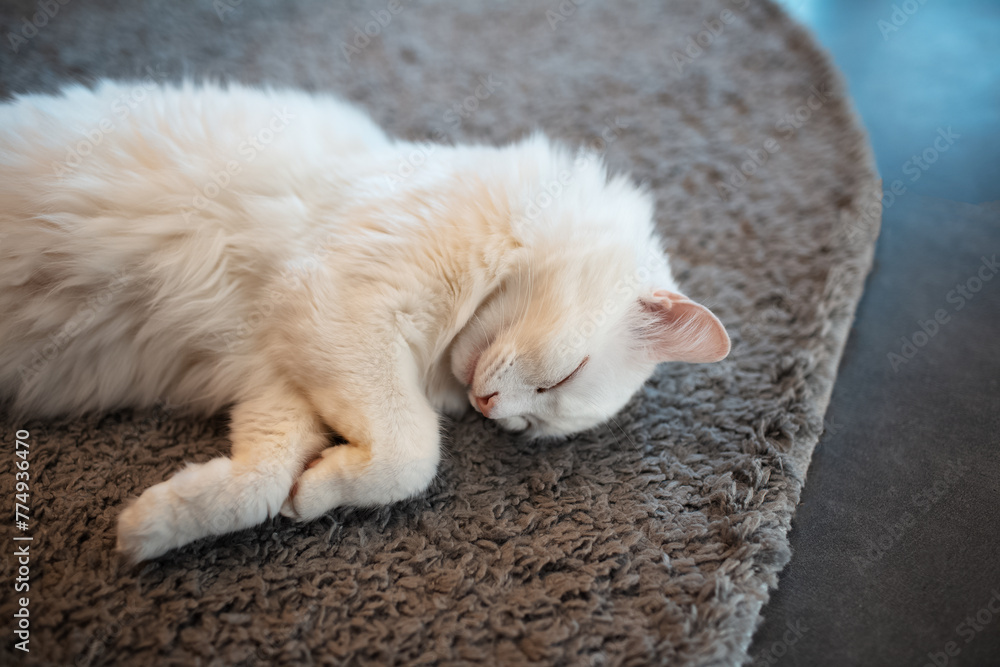 Close-up portrait of white cat sleeping on the floor carpet. Close-up portrait of white cat sleeping on the floor carpet.