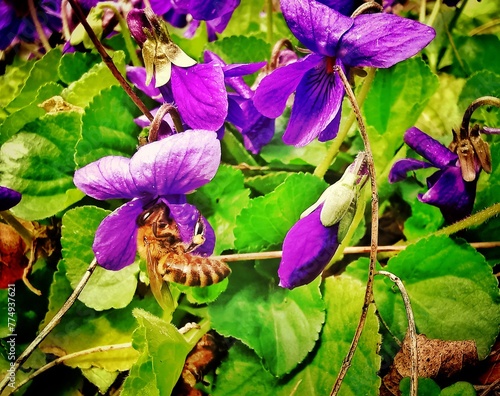 bee on a flower