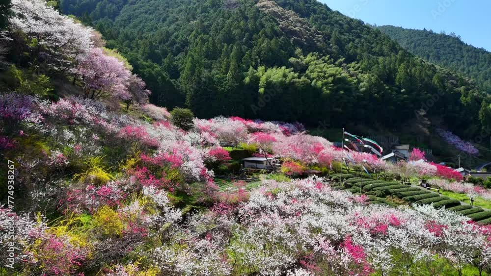 久喜の花桃 久喜の花桃