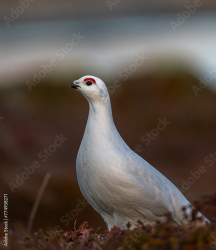 Willow ptarmigan in winter plumage on bareground, mismatch due to snow melting photo