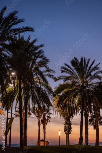 beautiful coastal view with palm trees at tropical destination, sunset in exotic tourism location © goami