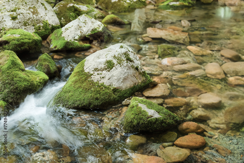 Lush green forest surrounds a cascading mountain stream flowing over moss-covered rocks