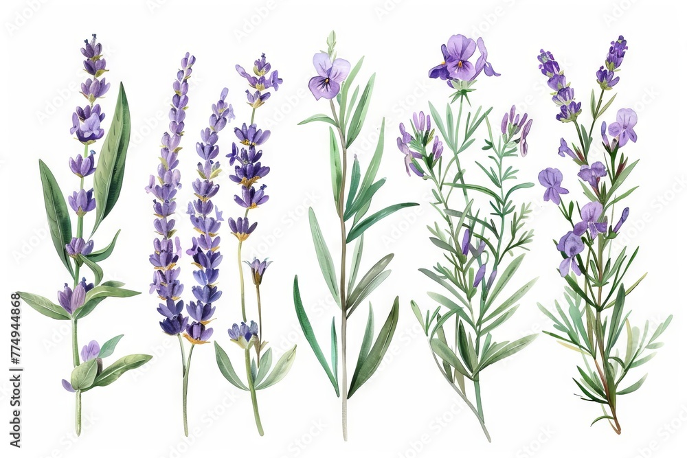 Delicate lavender bouquets, wildflowers and foliage, vintage watercolor illustration