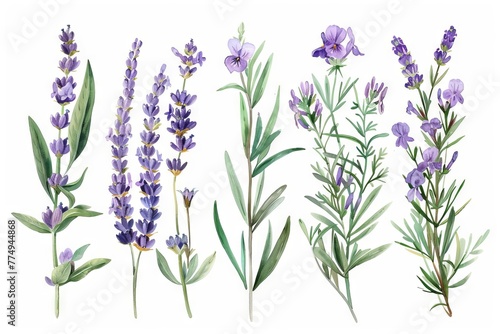 Delicate lavender bouquets  wildflowers and foliage  vintage watercolor illustration