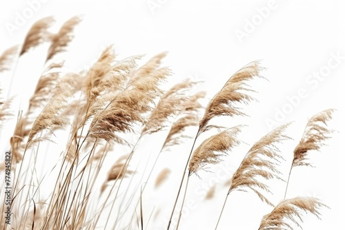 Dry autumn grass with spikelets fluttering in the wind, isolated on white background