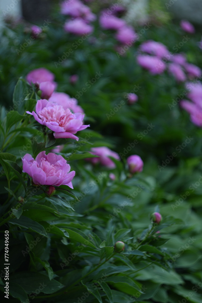 Peonies pink flowers in garden background, floral background, bokeh flowers background, selective focus, manual Helios lens, swirly bokeh.