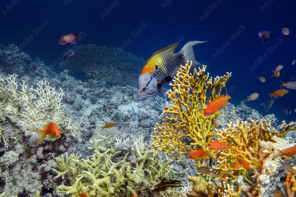 Fototapeta premium Diving Red Sea