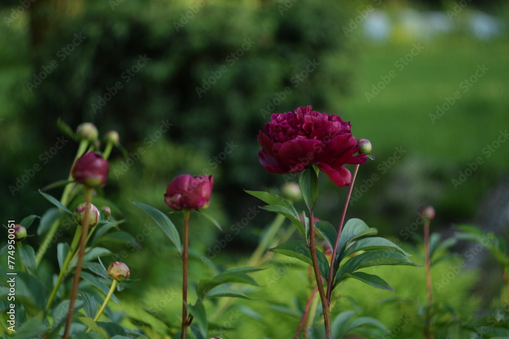 Amaranth peonies on bokeh green garden background, blooming peonies flowers in summer garden, by manual Helios lens. Amaranth peonies on bokeh green garden background, blooming peonies flowers in summer garden, by manual Helios lens.