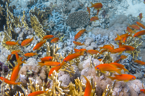 Red Sea reef with fishes