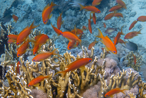 Red See Fishes and Corals