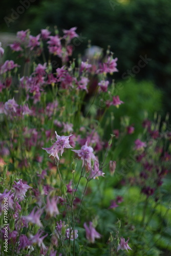 Aquilegia pink flowers  blurred background with pink flowers  soft focus  by manual helios lens.