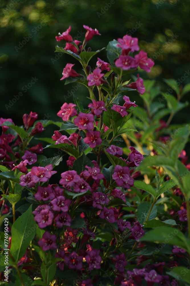 Weigela pink flowers closeup on dark green bokeh background, selective focus, swirly bokeh, by manual Helios lens.