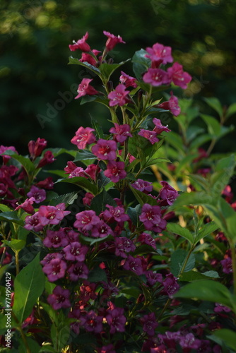 Wallpaper Mural Weigela pink flowers closeup on dark green bokeh background, selective focus, swirly bokeh, by manual Helios lens. Torontodigital.ca