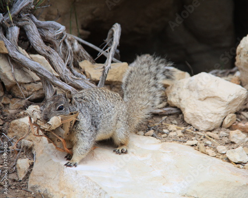Le Spermophile de Californie appelé aussi l'écureuil terrestre de Californie
