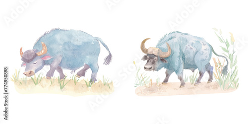 buffalo plowing the fields watercolor vector illustration