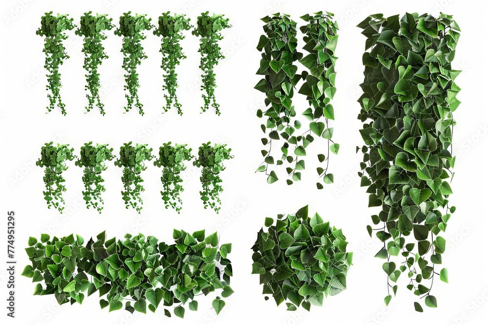 Set of cutout dichondra creeper plant and vines isolated on white background, 3D rendering of foliage elements Set of cutout dichondra creeper plant and vines isolated on white background, 3D rendering of foliage elements