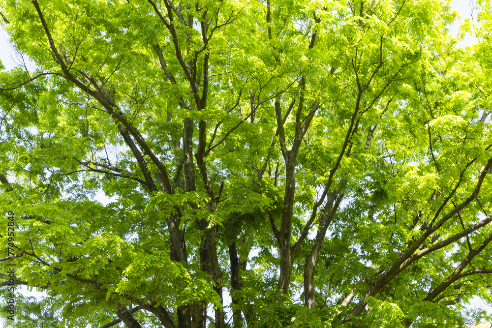 Obraz premium 新緑の木
