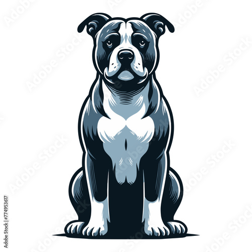 Pitbull bulldog full body vector illustration, Full-length portrait of a sitting animal pet pitbull terrier dog. Design template isolated on white background
