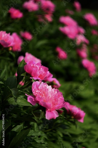 Fototapeta Naklejka Na Ścianę i Meble -  Peonies pink flowers in garden background, floral background, bokeh flowers background, selective focus, swirly bokeh, manual Helios lens.